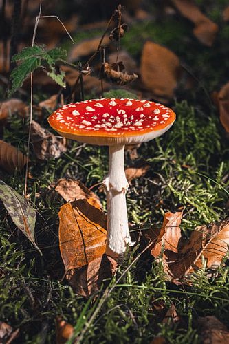 Verwondering in het Bos