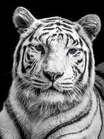 Witte tijger met blauwe ogen