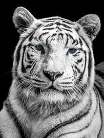 Weißer Tiger mit blauen Augen