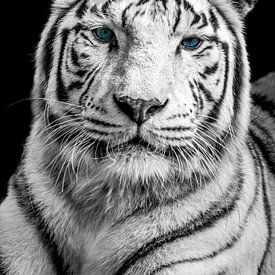 Witte tijger met blauwe ogen van Maarten Leeuwis