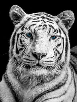 Witte tijger met blauwe ogen van Maarten Leeuwis