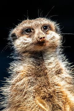 Close up of meerkat with sand on nose by Fotos by Jan Wehnert