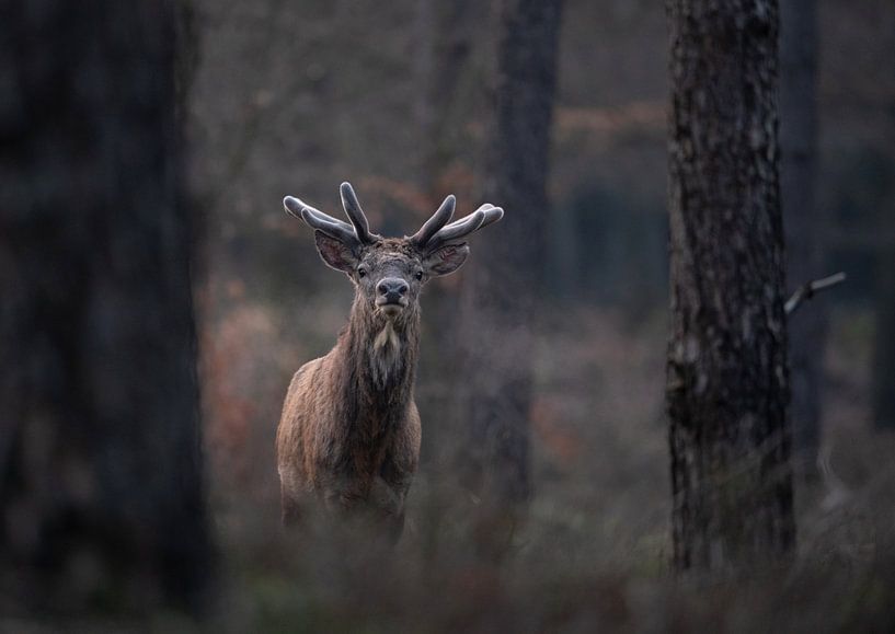 Rotwild im dunklen Wald von Peter Ponsteen