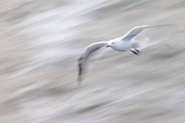 Birds@theshore by Linda Raaphorst