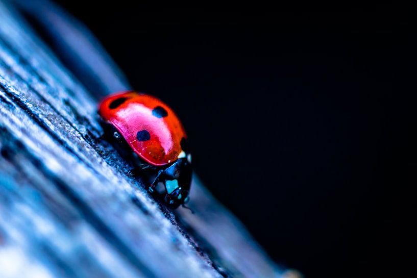 ladybug on wood by Frank Ketelaar