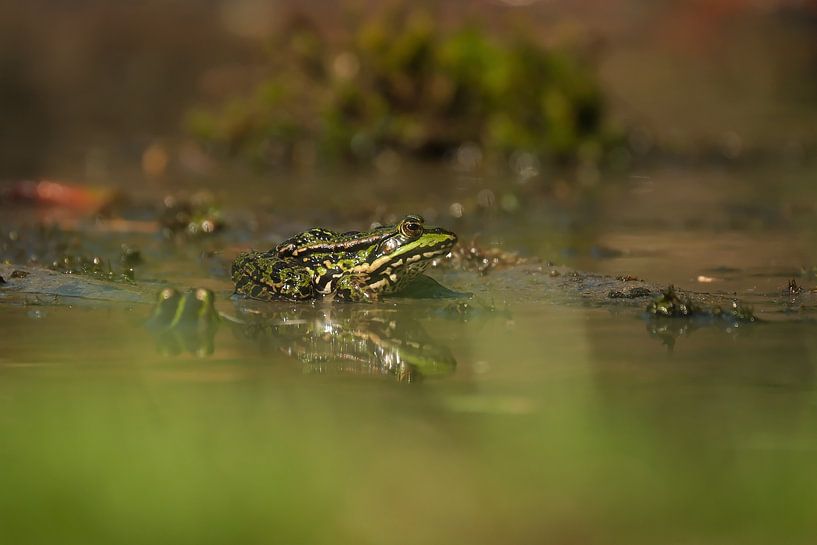 Frosch von Wim van der Meule