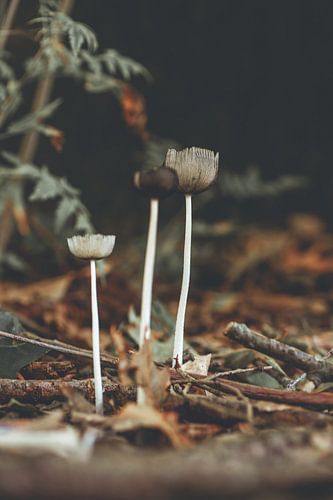 Paddenstoel hazenpootje in herfstkleuren | Emmen, Emmerdennen, Drenthe