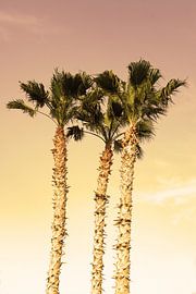 Palmen3 von Liesbeth Govers voor Santmedia.nl