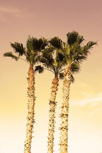 Palmbomen3