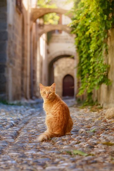 Chat de ruelle à Rhodes, Grèce par Katho Menden