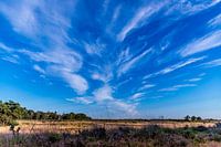 Kampina, Noord-Brabant, Netherlands