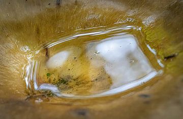Flaque d'eau sur le champignon 2 sur Reinder Tasma