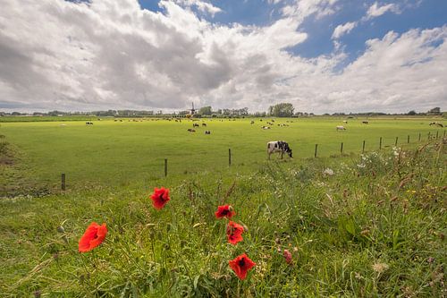 Koeien en klaprozen bij De Marsch (molen) Lienden