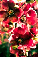 Bloemen 