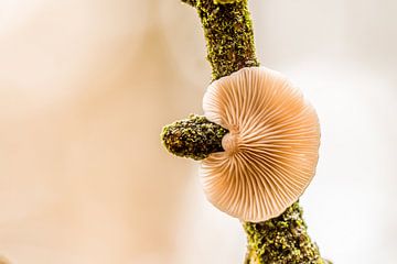 Champignon sur Carolina Roepers