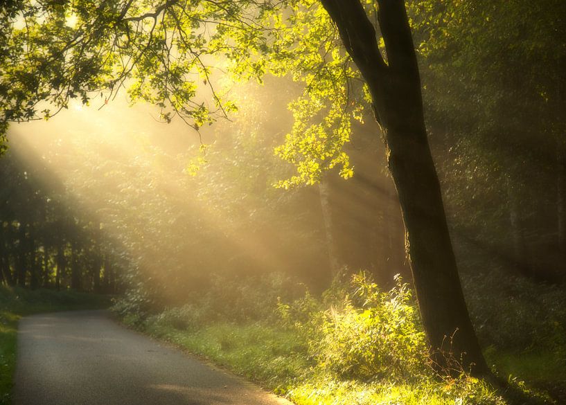 Zonlicht in het bos par Veronie Hulleman