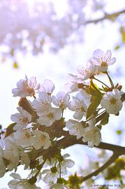 Appel Bloesem von Elly Michiels-Fleuren