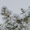 Besneeuwde dennenboomtakken - winterse fotoprint van sonja koning