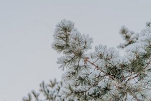 Branches de pin enneigées - tirage photo d'hiver sur sonja koning