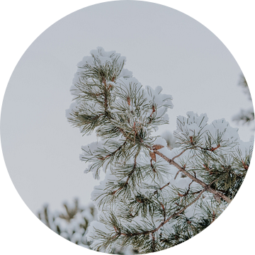 Besneeuwde dennenboomtakken - winterse fotoprint van sonja koning