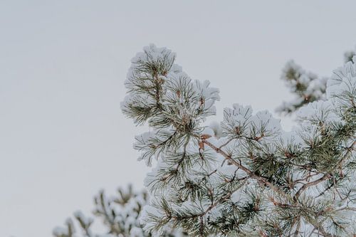 Snowy pine tree branches - winter photo print