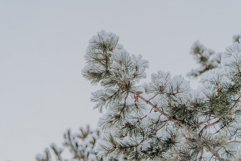 Snowy pine tree branches - winter photo print by sonja koning