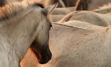 In the herd