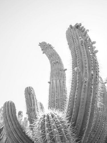 Desert Giants