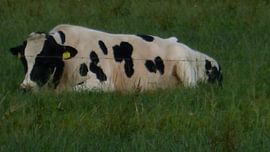 Koe die geniet van de avondzon. by Veluws