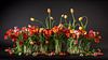 Tulpen aus Holland von Dirk Verwoerd Miniaturansicht