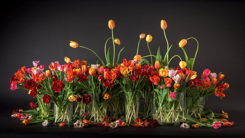Tulipes des Pays-Bas par Dirk Verwoerd