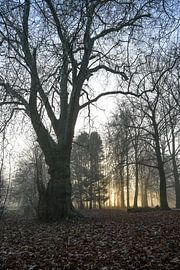 Hemmensebos Teil 56 von Tania Perneel