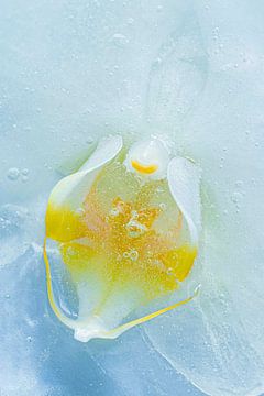 Orchidee in ijs