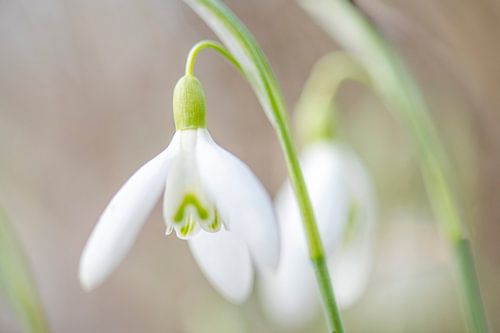 perce-neige