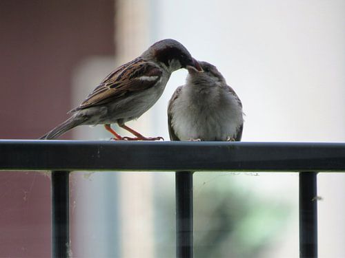 Voederen van mussenjong
