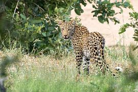 Mommy Leopard by Marijke Arends-Meiring