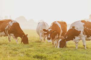 Cows in a meadow during a misty sunrise in the IJsseldelta