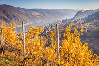 Herbst in den Weinbergen bei Oberwesel, Mittelrheintal van Christian Müringer thumbnail