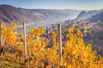Herbst in den Weinbergen bei Oberwesel, Mittelrheintal von Christian Müringer