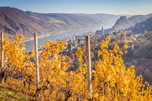 Herbst in den Weinbergen bei Oberwesel, Mittelrheintal