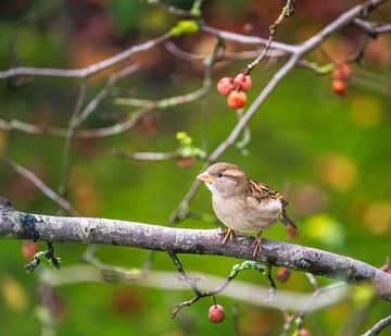 Huismus op een appelboom in de herfst van ManfredFotos