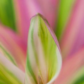 Grün-rosa zimmerpflanze von Tamara Witjes