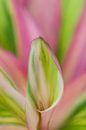 Green/pink houseplant by Tamara Witjes thumbnail