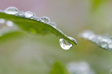 Hanging raindrop by Studio Zwartlicht