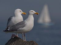 Sitting on the Dock of the Bay