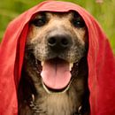 Roodkapje Hond van Laura von S thumbnail