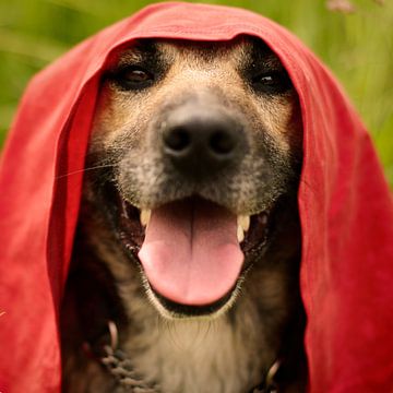 Little Red Riding Hood Dog by Laura von S