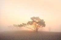 dreamy sunset