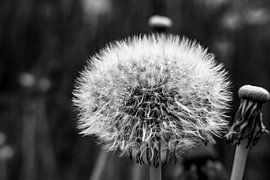 SCHWARZWEISS : DIE PUSTEBLUME von Photoart-Naegele