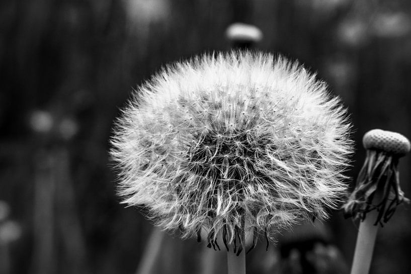 BLACK AND WHITE : THE DANDELION by Photoart-Naegele